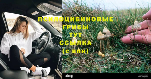 шишки Абаза